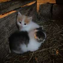 Котята, в Стерлитамаке