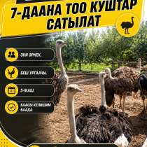ШАШЫЛЫШ ТҮРДӨ 7-ДААНА ТОО КУШТАР САТЫЛАТ., в г.Бишкек