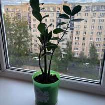 Долларовое дерево, в Челябинске