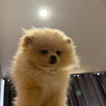 Шпиц щенок мини, в Тамбове