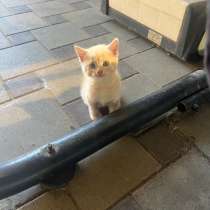Котенок, в Выселках