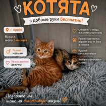 Отдам котят в добрые руки, в Артеме
