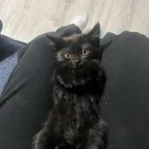 Котенок в добрые руки, в Оренбурге