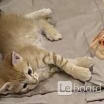Милые котята, в добрые руки, в Яблоновском