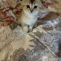 Возьму в дар котенка вислоухого Якутск, в Якутске
