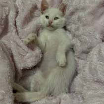 Котенок в добрые руки, в Невинномысске