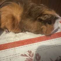 Продам морской свинку возраст четыре месяца, в г.Макеевка