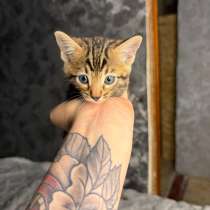 Бенгальские котята, в Омске