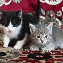 Котята в добрые руки, в Междуреченске