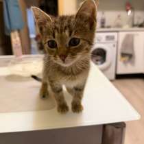 Отдам котенка в добрые руки, в Всеволожске
