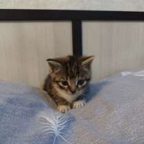 Отдам котят, в Светлогорске