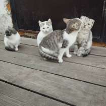 Отдам котят, в Копейске