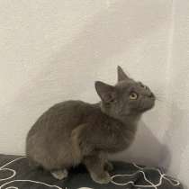 Котенок, в Томске