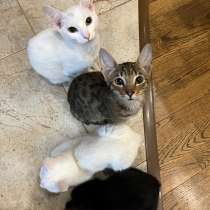 котята, в Раменское
