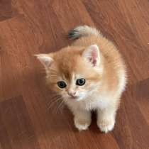 British Shorthair, в г.Флоренция