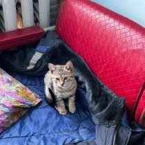 Котенок в добрые руки, в г.Витебск