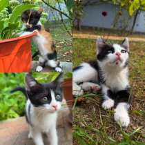 КОТЯТА В ДОБРЫЕ РУКИ, в Майкопе