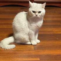Отдам в добрые руки.  Кот(2.5 года)и кошка (2 года), в Москве