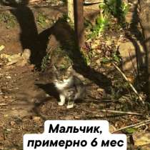 Котята бесплатно, в Менделеевске
