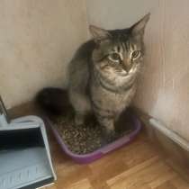 Отдам кота в добрые руки, в Сочи