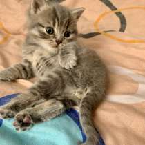 Шотландский котенок, в Твери