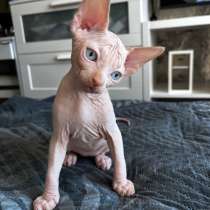 Котенок сфинкс, в Самаре