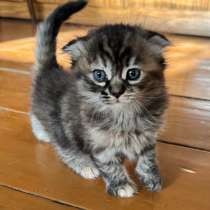Котенок мальчик, в Топках