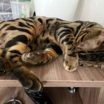 Вязка бенгальский кот, в Бийске