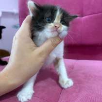 Котята ищут дом??‍⬛, в Краснодаре