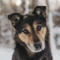 Москва и МО. Антей, 9 лет, ищет дом, в Москве