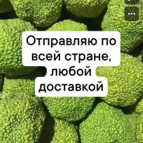 Маклюра Адамово яблоко, в Азове