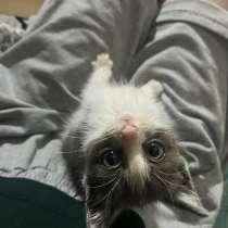 Котенок, в Екатеринбурге