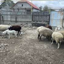 Продаю баран , 1 качкар 9 маток и 1 ягненок , цена 140 тыщ, в Кизляре