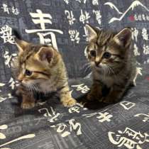 Котята,бесплатно, в Коврове