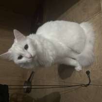 Кошка даром, в Сочи