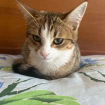 котенок в добрые руки, в Можайске