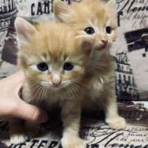 Котята, в Челябинске