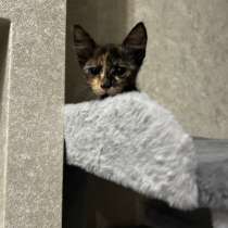 Котенок в добрые руки, в Краснодаре