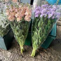 Малиолла, в Краснодаре