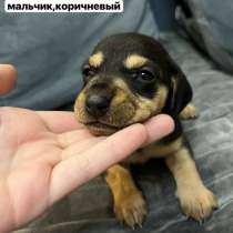 такса, в Прокопьевске