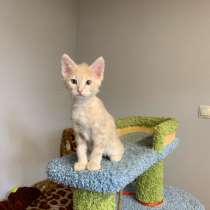 Котенок, в Истре