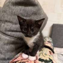 Котята в добрые руки !, в Москве