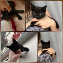 Котенок в добрые руки, в Калуге