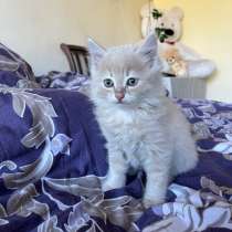 Отдам котенка, в Шахтах