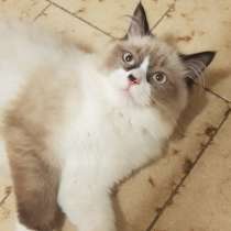 Котята регдолл, в г.Анкона