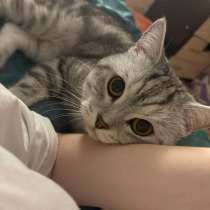 Отдаем кота в добрые руки, в Казани