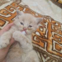 Котята в добрые руки, в Майкопе