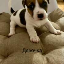 Продам щенят, в Сосновом Бору