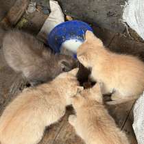 Отдам котят в добрые руки!, в Кемерове