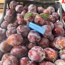 Продаю сливу, сорт кабардинка, оптом от 10 кг, цена 30₽, в Анапе
